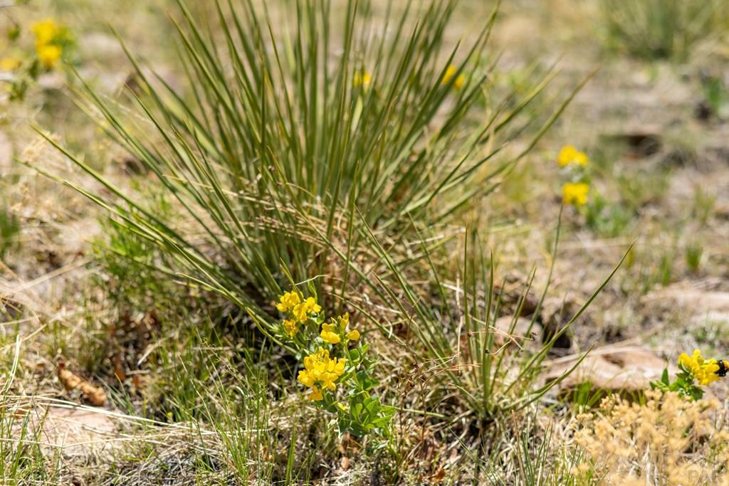 Lot 25 Majors Ranch Walsenburg, CO 81089 - Photo 25 of 34