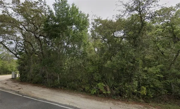 a view of a forest with trees in front of it