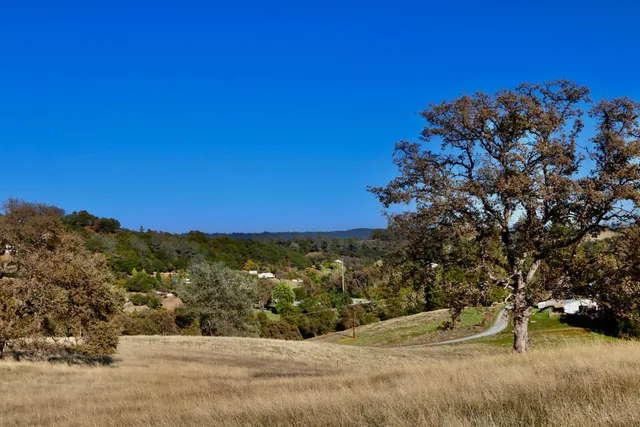 a view of a yard with a tree