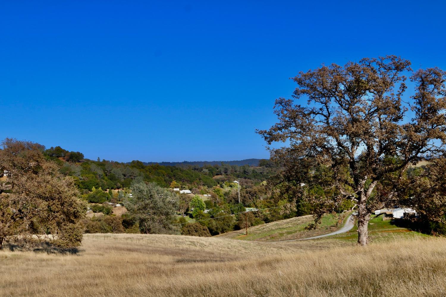 a view of a yard with a tree