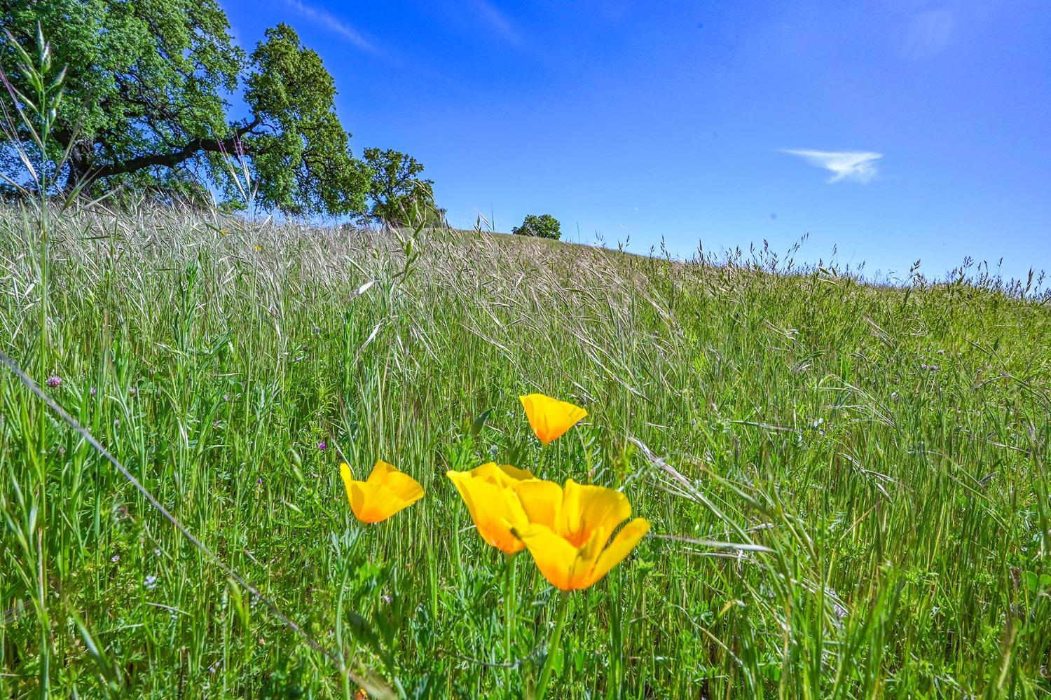 2000 Highway 193 Cool, CA 95614 - Photo 28 of 33 a view of a yard