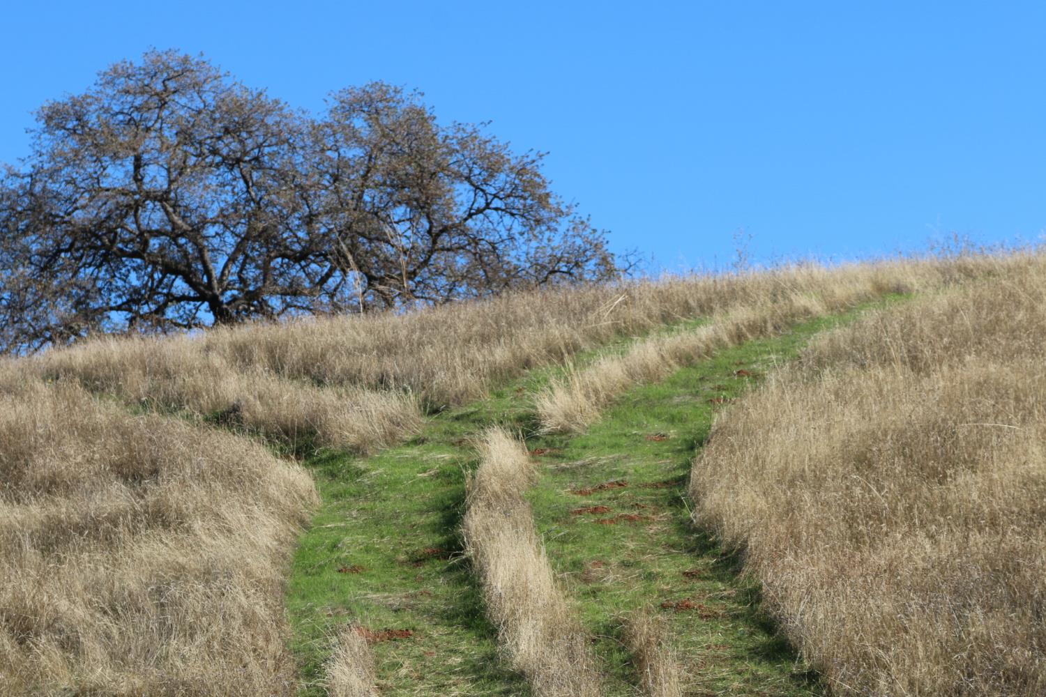 2000 Highway 193 Cool, CA 95614 - Photo 7 of 33 a view of a yard with trees in the background