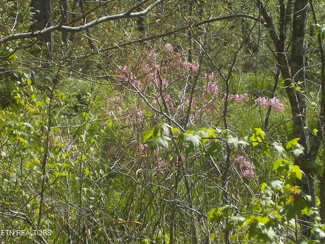 $255,150 | Steve Brown Road, Bean Station, TN 37708