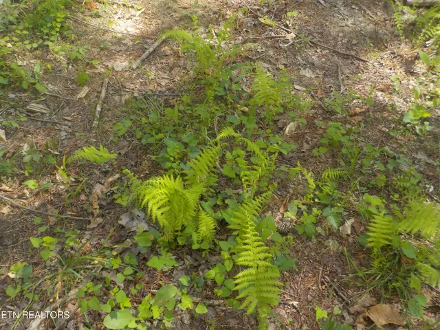 $255,150 | Steve Brown Road, Bean Station, TN 37708