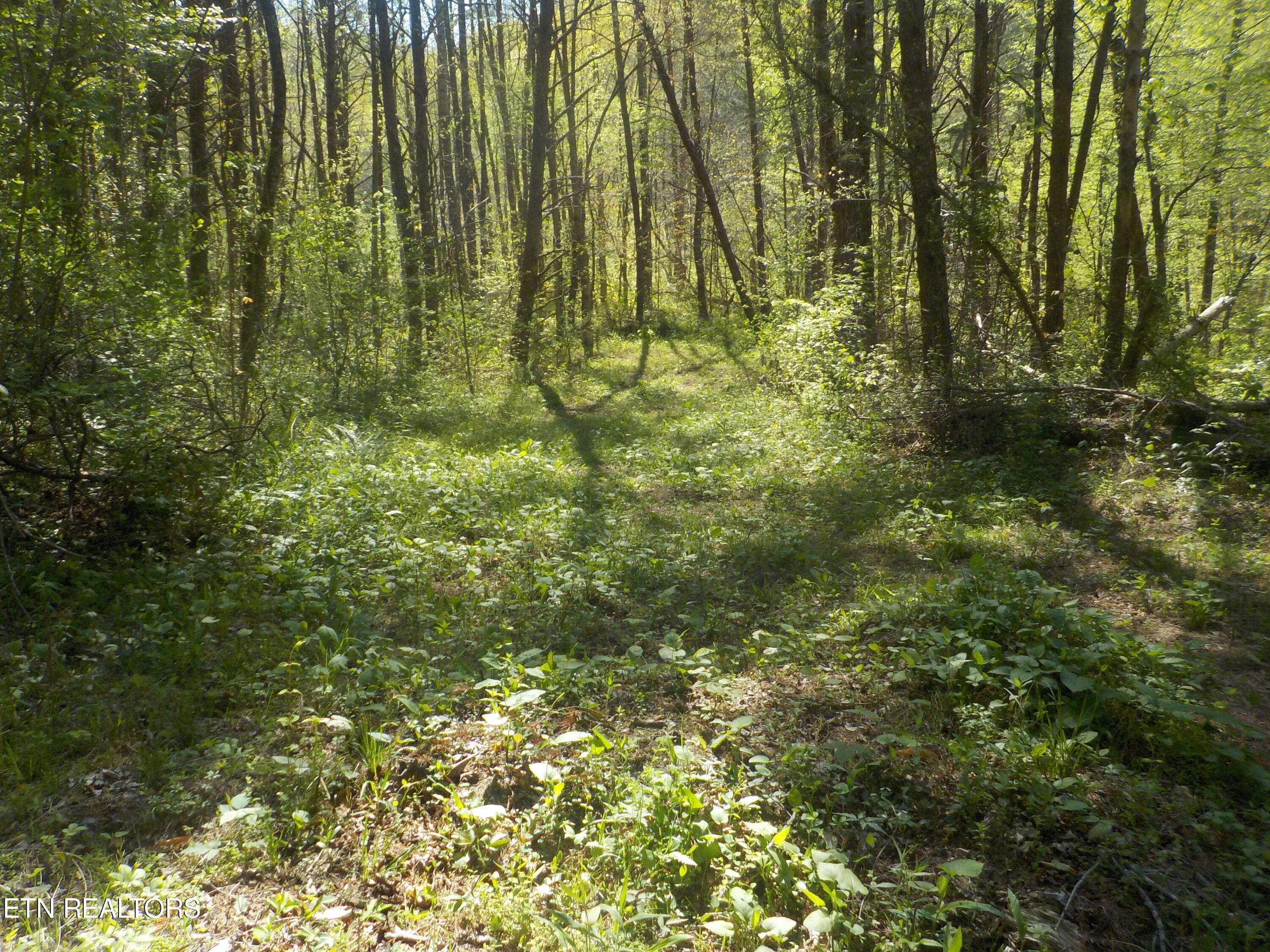Steve Brown Road Bean Station, TN 37708 - Photo 2 of 34 DSCN3276
