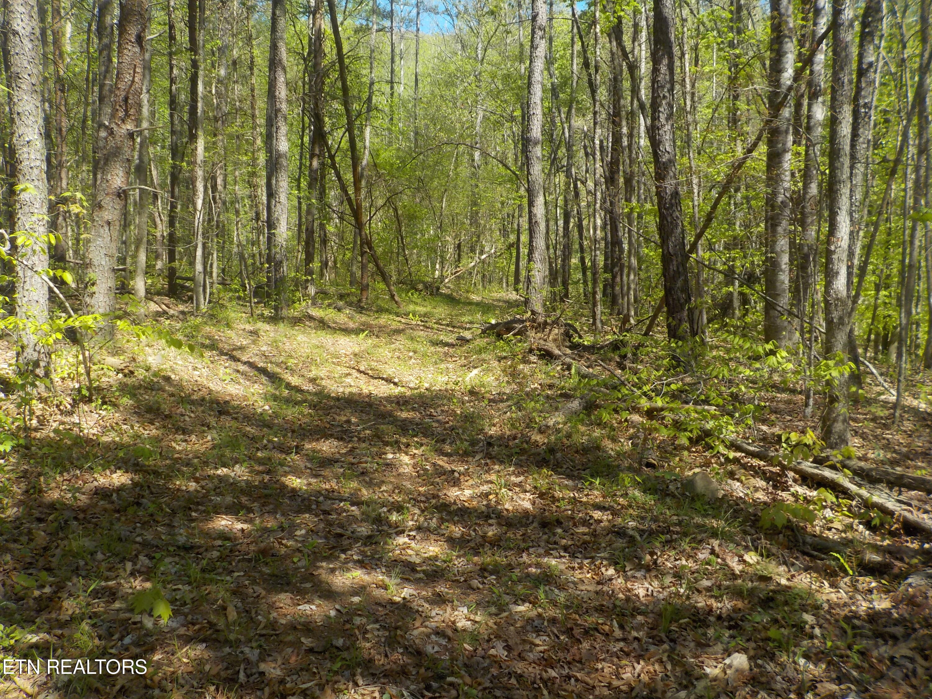 Steve Brown Road Bean Station, TN 37708 - Photo 22 of 34 DSCN3290