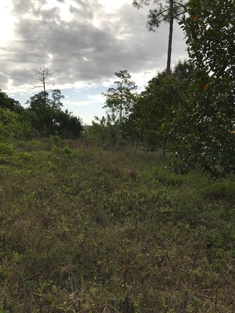 Lot Tripp Lot Tripp Road Loxahatchee, FL 33470 - Photo 4 of 25 IMG_6518