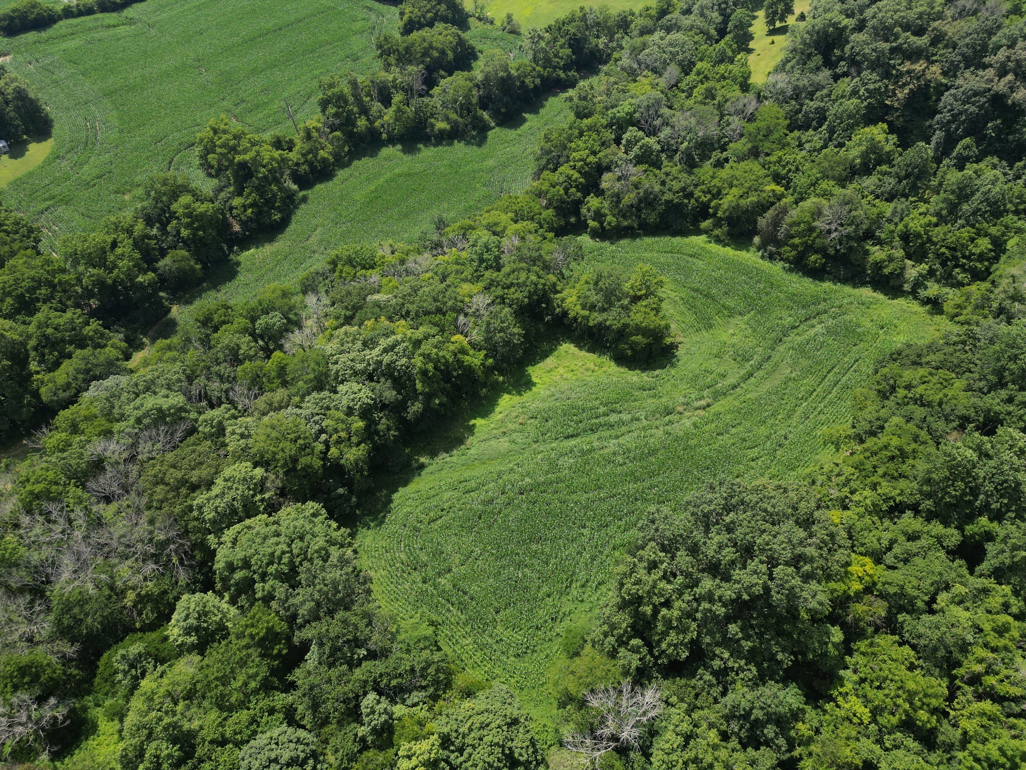 3349 Sweeney Hollow Road Franklin, TN 37064 - Photo 11 of 41 a view of a lush green forest