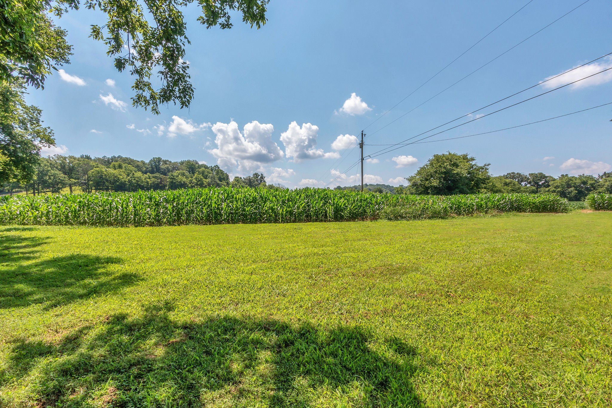 3349 Sweeney Hollow Road Franklin, TN 37064 - Photo 23 of 41 a view of a yard with a tree
