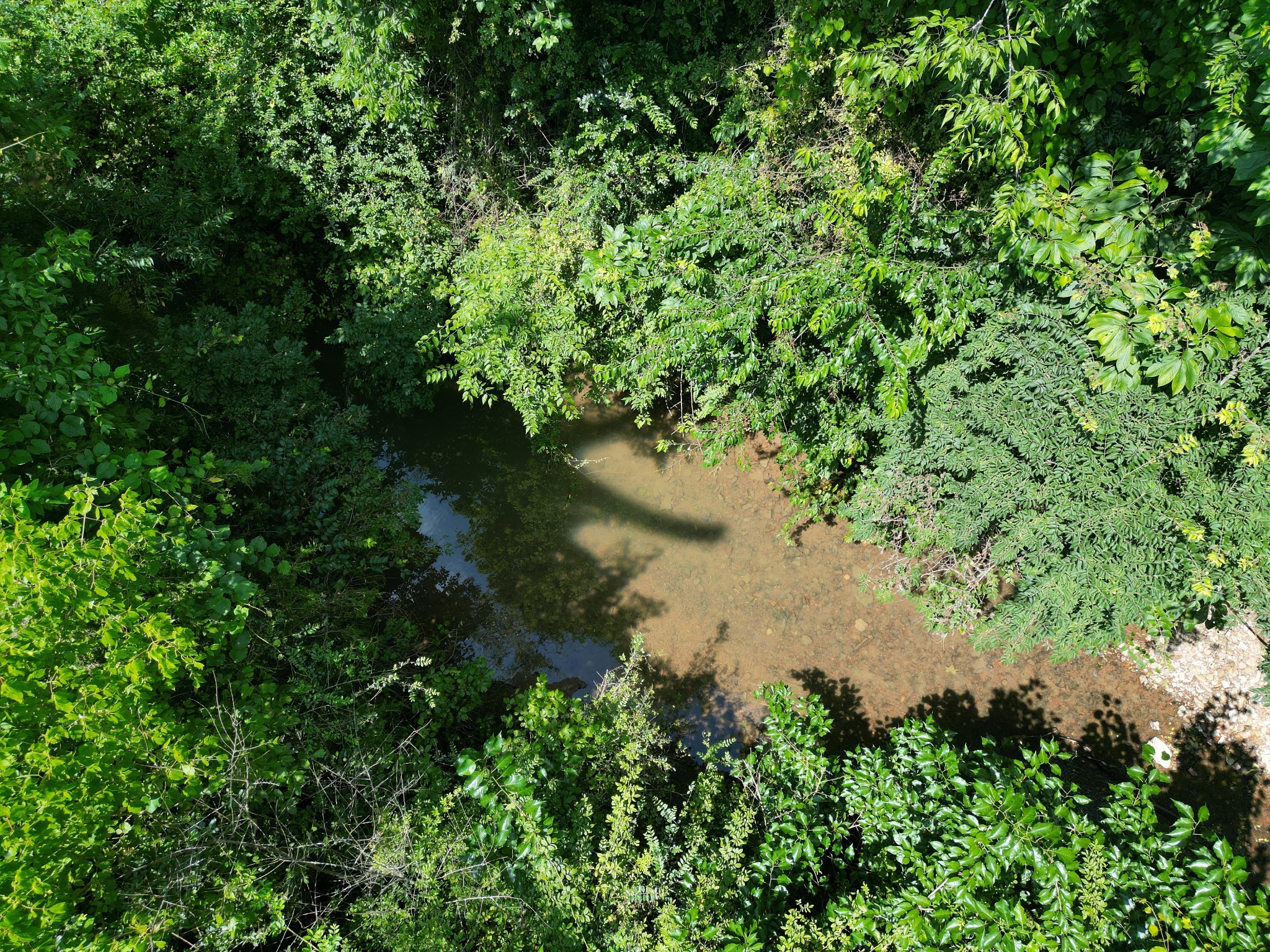 3349 Sweeney Hollow Road Franklin, TN 37064 - Photo 27 of 41 a view of a tree in a garden