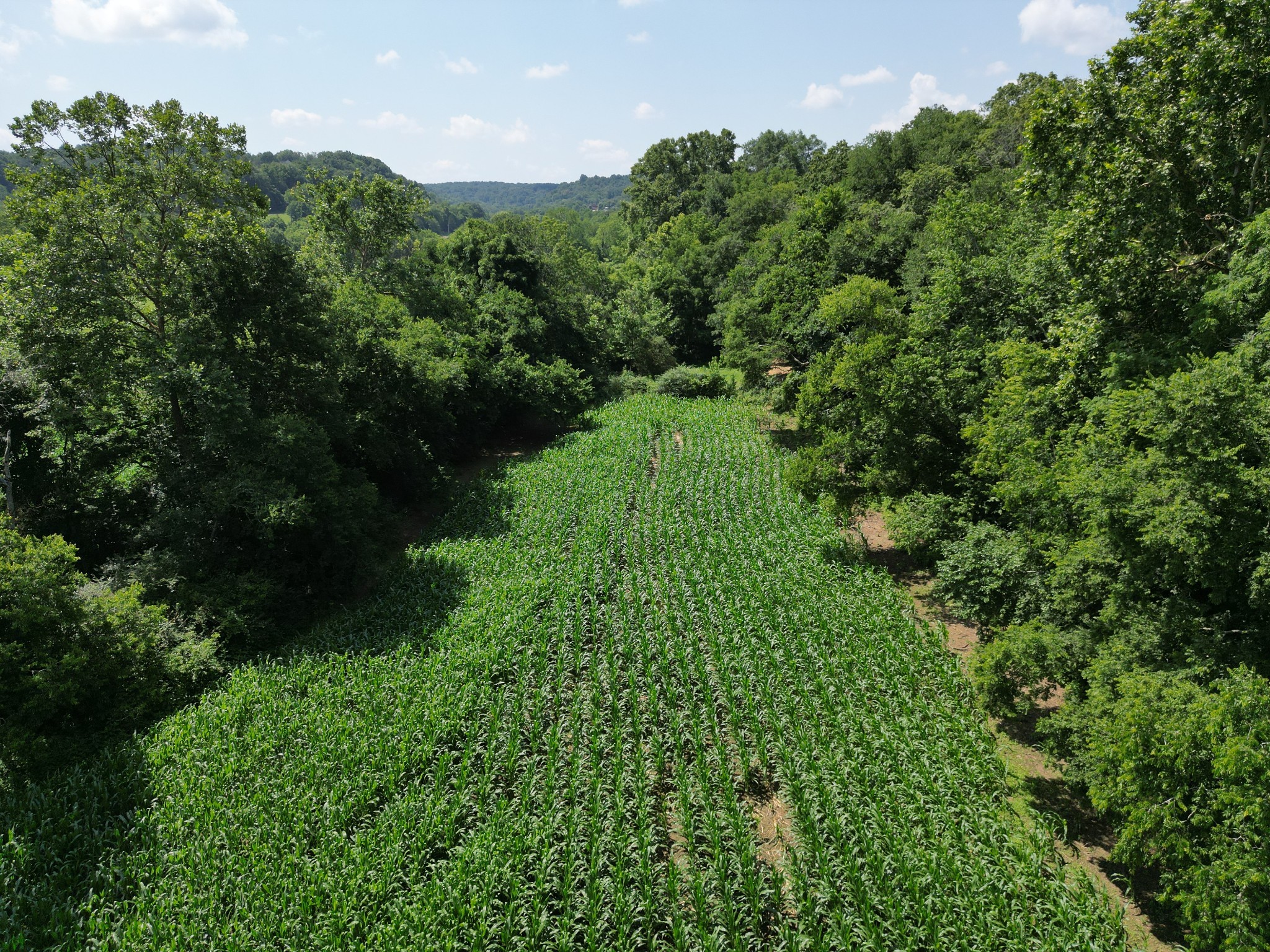 3349 Sweeney Hollow Road Franklin, TN 37064 - Photo 32 of 41 a view of a lush green forest with lawn chairs and plants
