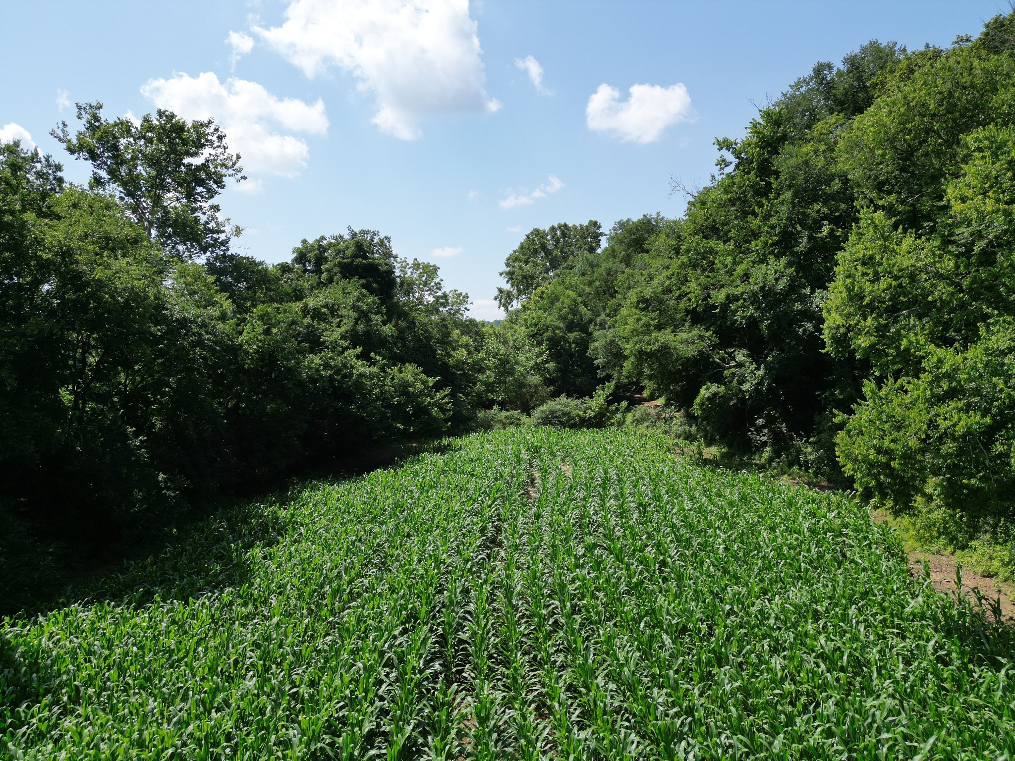 3349 Sweeney Hollow Road Franklin, TN 37064 - Photo 33 of 41 a view of a garden with a tree