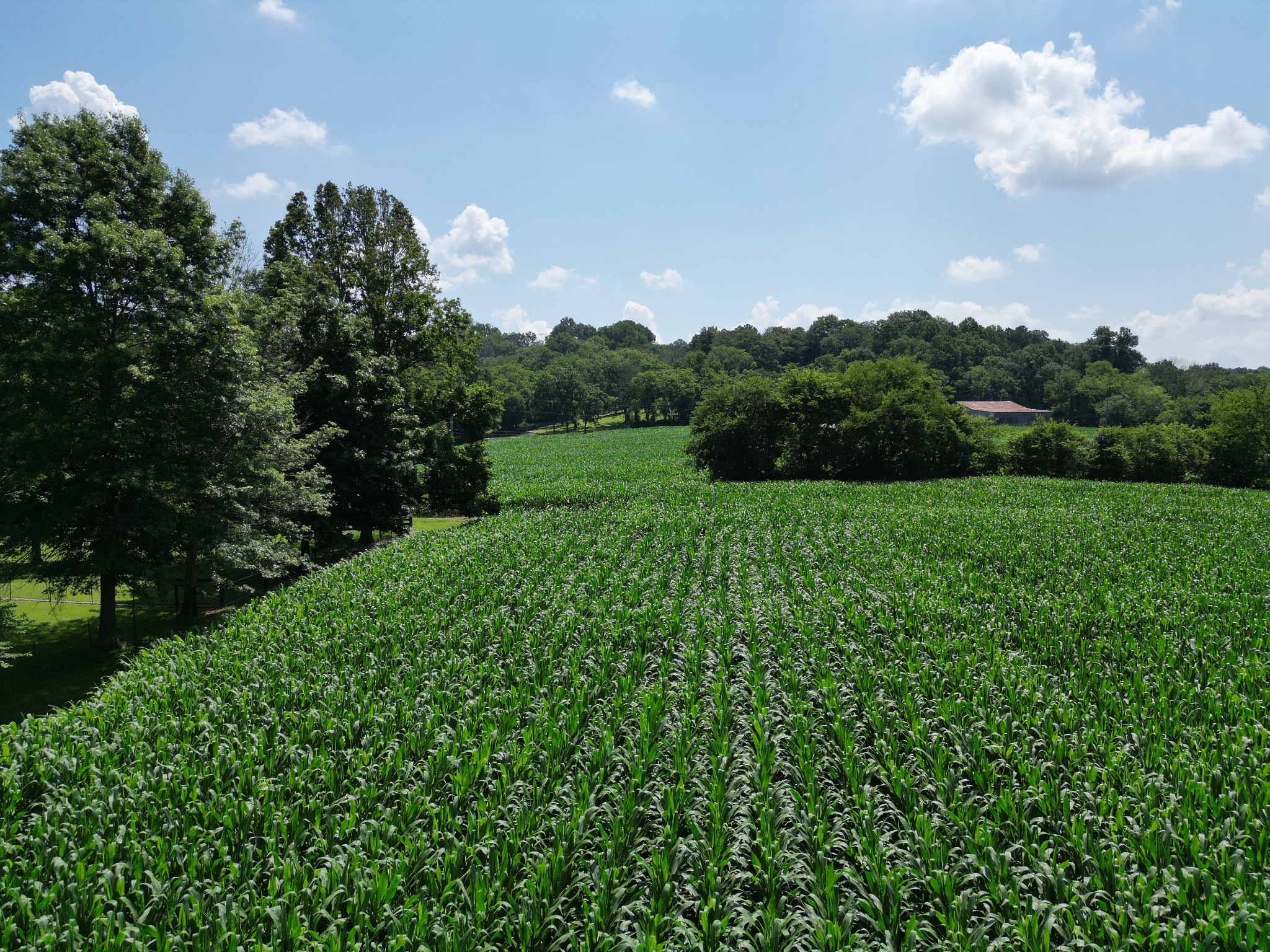 3349 Sweeney Hollow Road Franklin, TN 37064 - Photo 38 of 41 a view of a big yard with potted plants and large tree