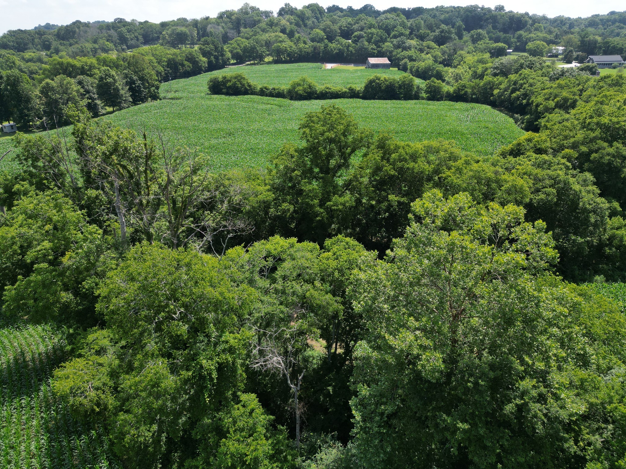 3349 Sweeney Hollow Road Franklin, TN 37064 - Photo 8 of 41 a view of a lush green forest with lots of trees