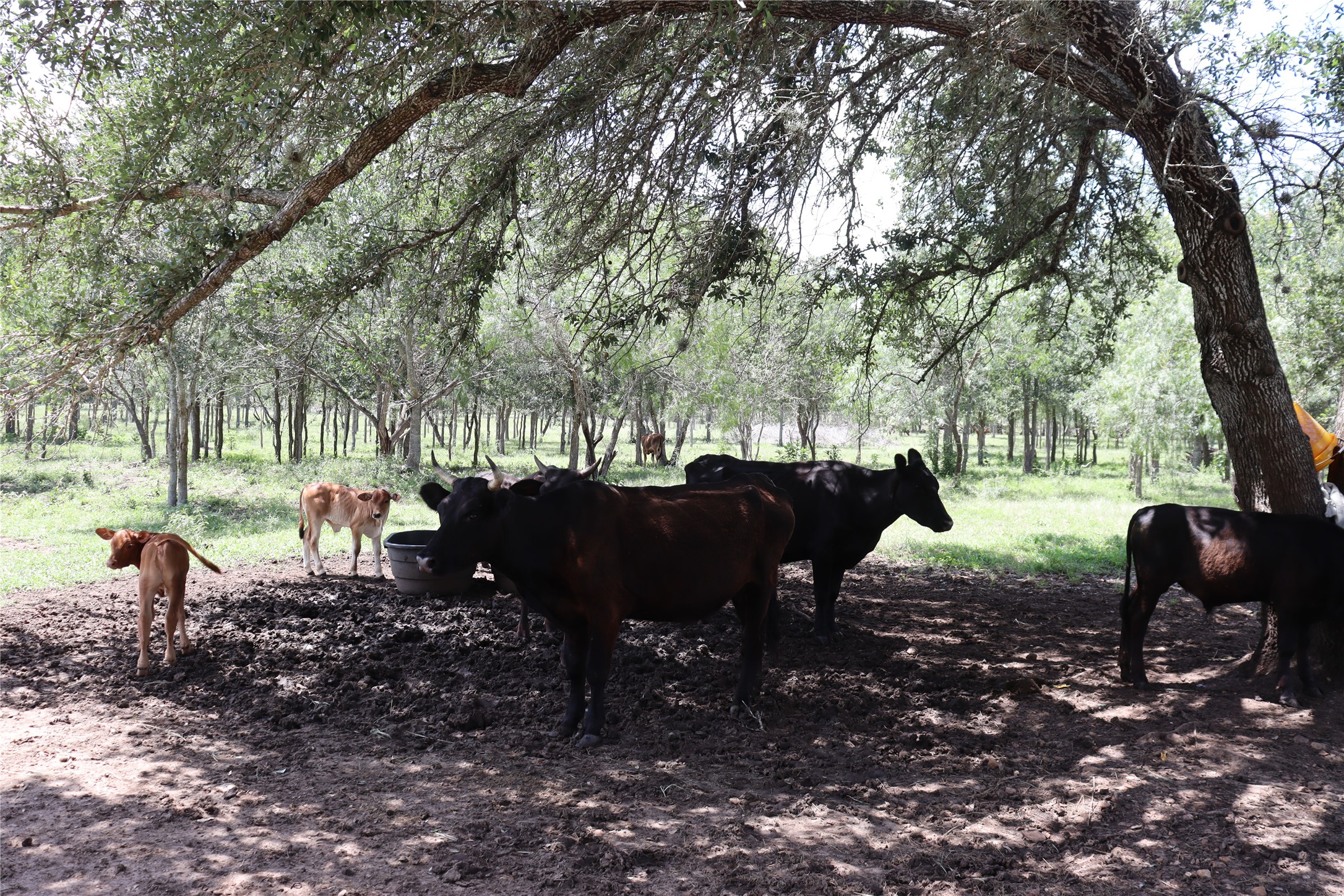 1220 Brushy Branch Road Lockhart, TX 78644 - Photo 7 of 14 Discover vast pastureland shaded by mature trees, ideal for livestock.