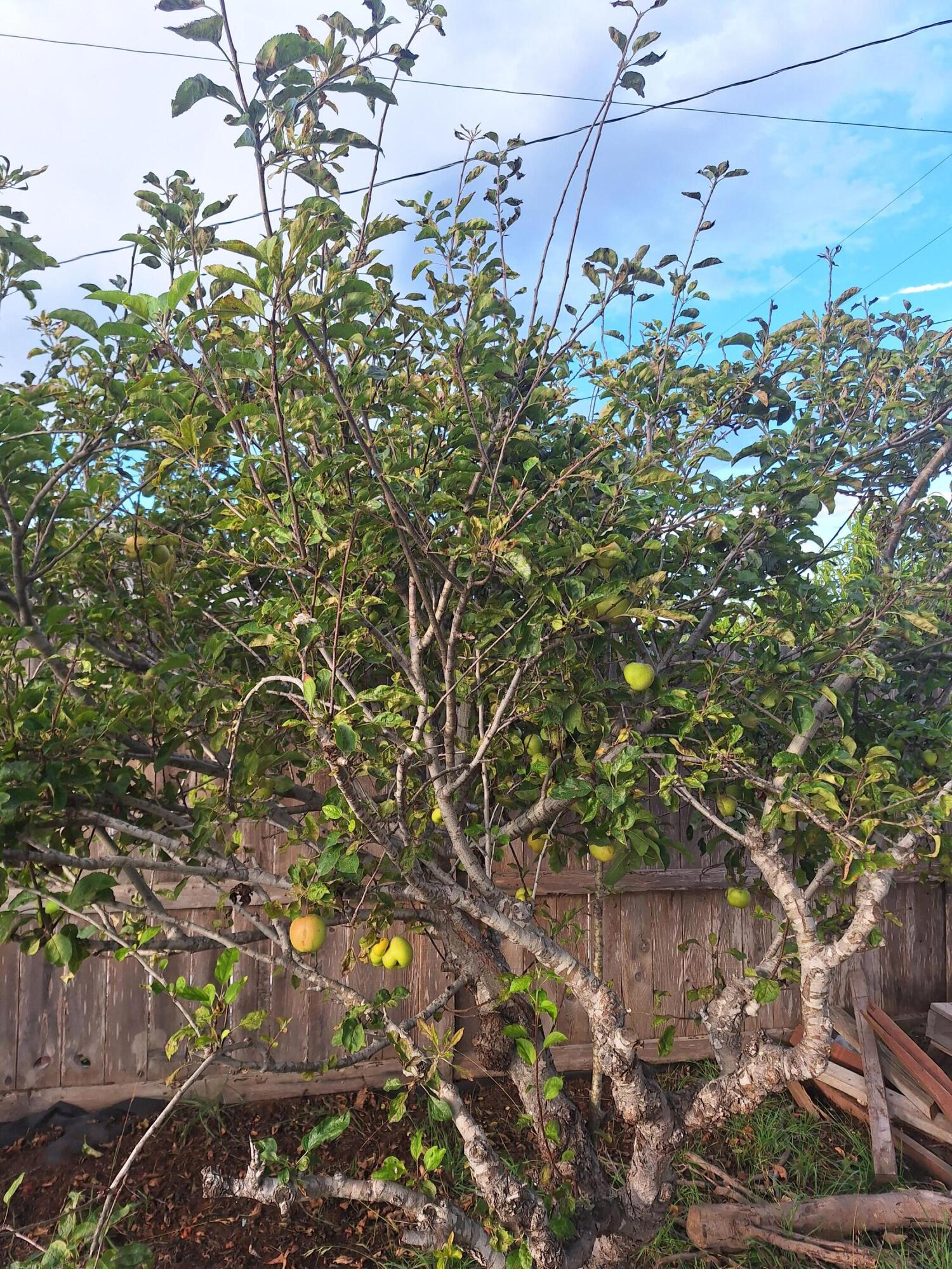 424 North Second Street Lompoc, CA 93436 - Photo 20 of 21 a view of a tree