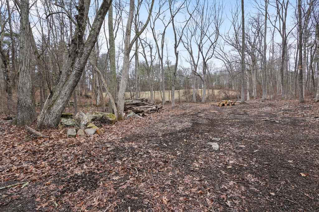 a view of a backyard with large trees