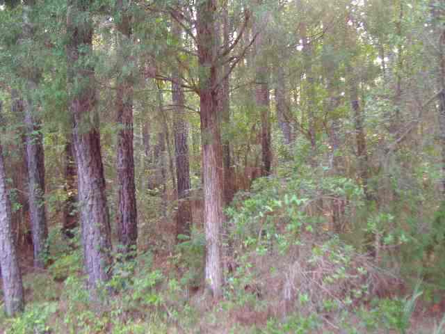 125 Cox Road Troy, SC 29848 - Photo 6 of 6