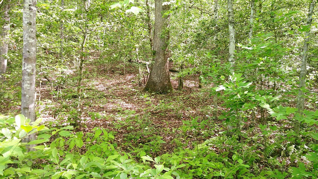 Lot 9 Mcdonald Road Murphy, NC 28906 - Photo 5 of 12