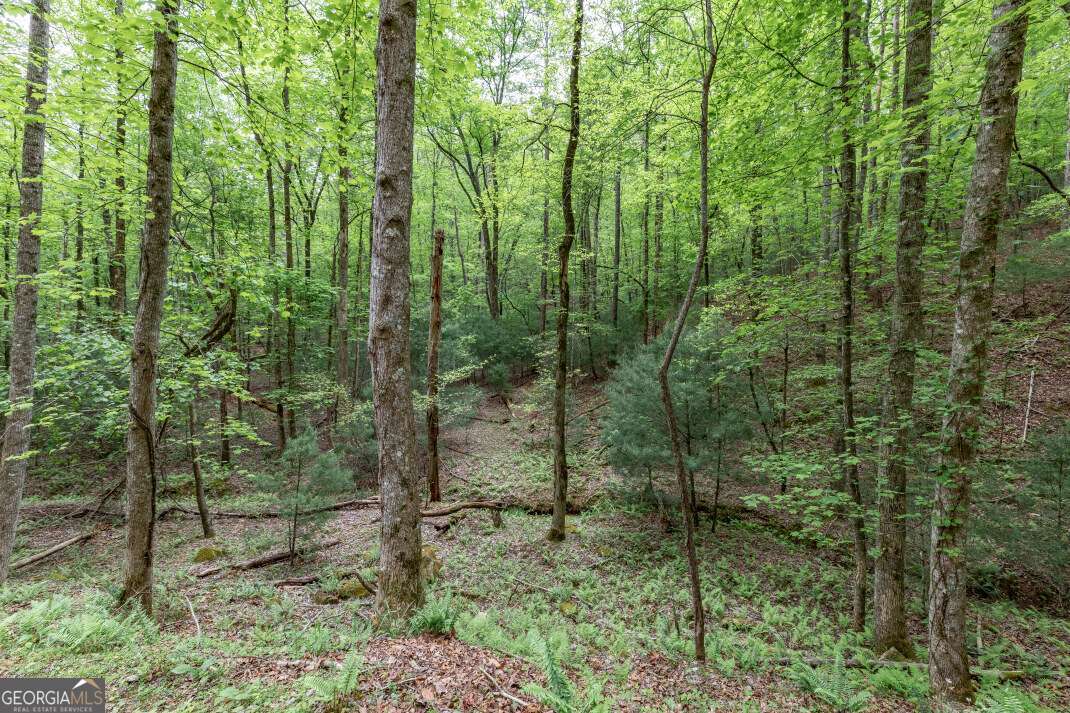 Lot 17 Lower Gap Road, Unit 17 Sautee Nacoochee, GA 30571 - Photo 14 of 39 a view of a forest that has large trees