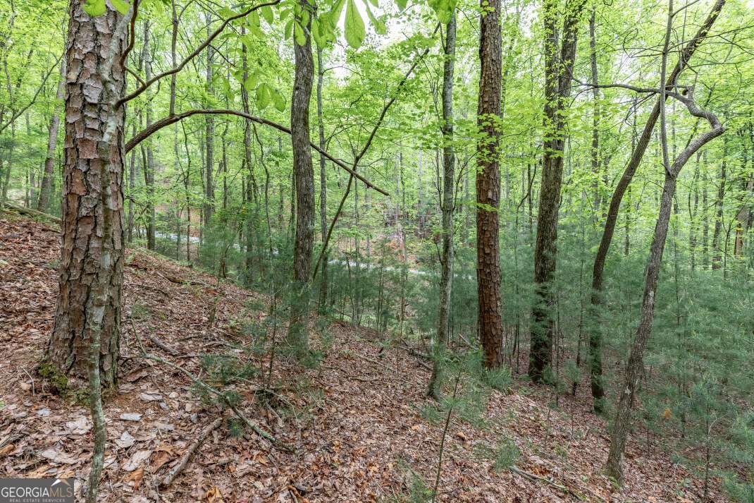 Lot 17 Lower Gap Road, Unit 17 Sautee Nacoochee, GA 30571 - Photo 15 of 39 a view of a forest with trees