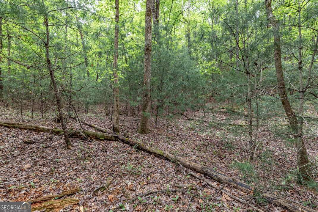 Lot 17 Lower Gap Road, Unit 17 Sautee Nacoochee, GA 30571 - Photo 16 of 39 a view of a forest filled with trees