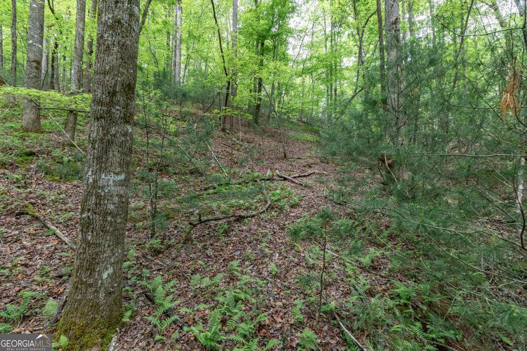 Lot 17 Lower Gap Road, Unit 17 Sautee Nacoochee, GA 30571 - Photo 17 of 39 a view of a lush green forest