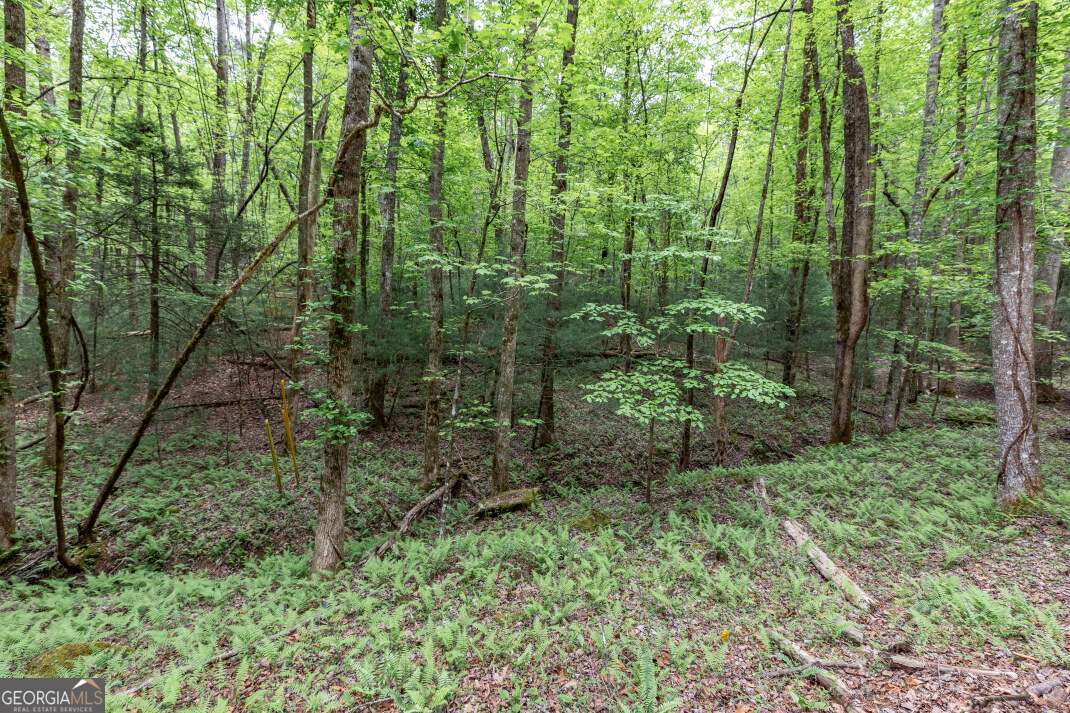 Lot 17 Lower Gap Road, Unit 17 Sautee Nacoochee, GA 30571 - Photo 4 of 39 a view of a lush green forest