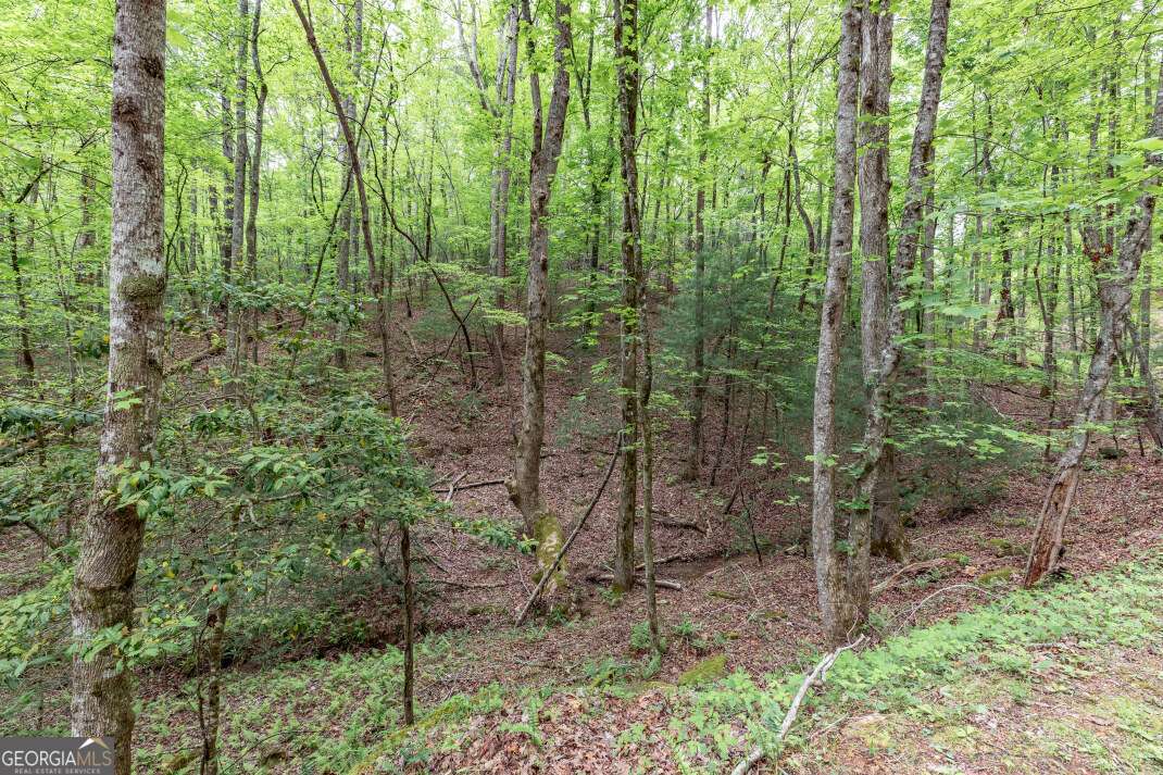 Lot 17 Lower Gap Road, Unit 17 Sautee Nacoochee, GA 30571 - Photo 5 of 39 a view of a forest with a tree