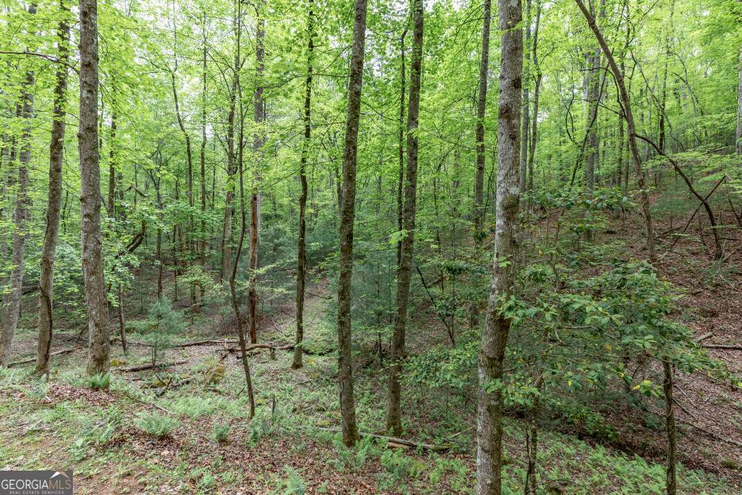 Lot 17 Lower Gap Road, Unit 17 Sautee Nacoochee, GA 30571 - Photo 6 of 39 a view of forest