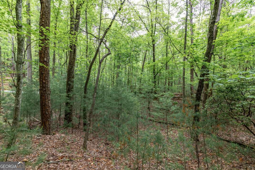 Lot 17 Lower Gap Road, Unit 17 Sautee Nacoochee, GA 30571 - Photo 7 of 39 a view of a forest filled with trees