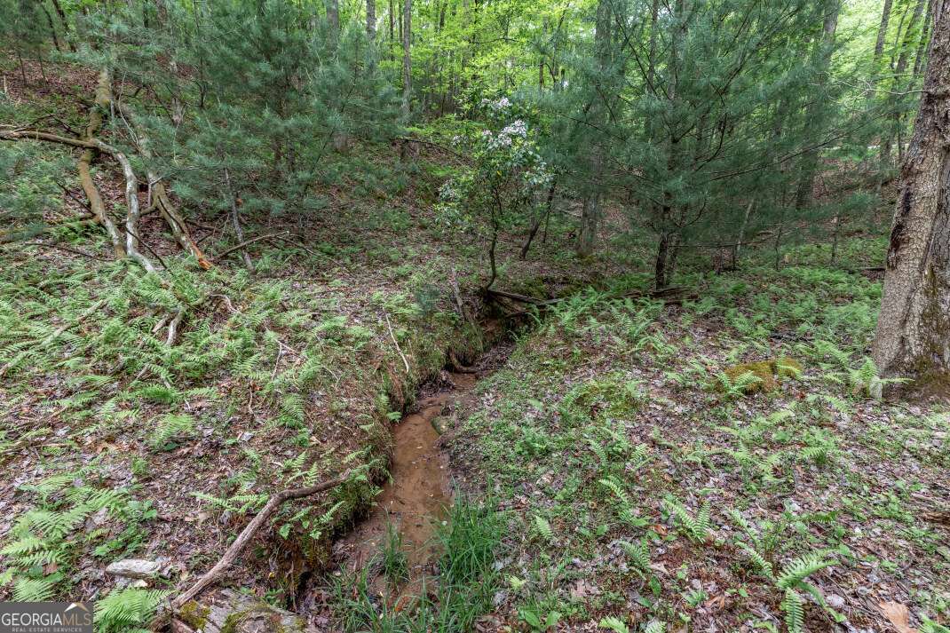 Lot 17 Lower Gap Road, Unit 17 Sautee Nacoochee, GA 30571 - Photo 8 of 39 a view of a forest with lots of trees