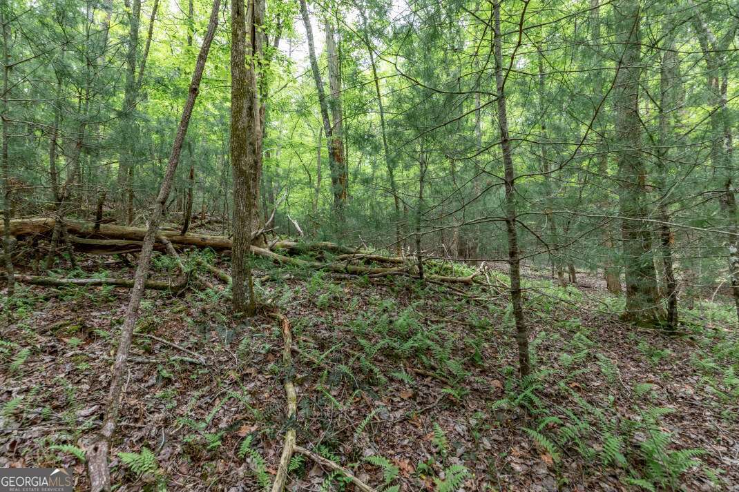 Lot 17 Lower Gap Road, Unit 17 Sautee Nacoochee, GA 30571 - Photo 9 of 39 a view of forest