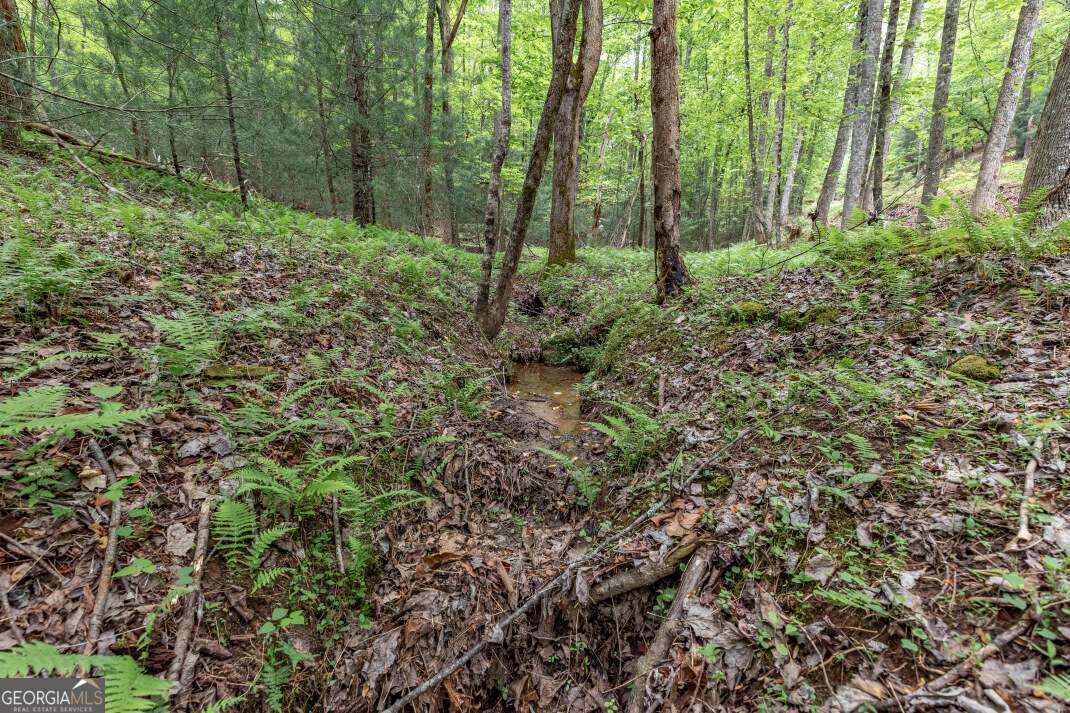 Lot 17 Lower Gap Road, Unit 17 Sautee Nacoochee, GA 30571 - Photo 10 of 39 a view of a lush green forest