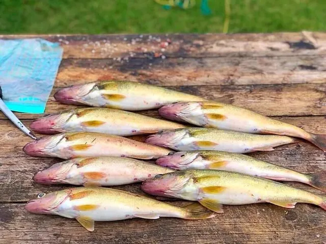 $749,900 | 14980 North Orleans Trail, Stockton, MO 65785