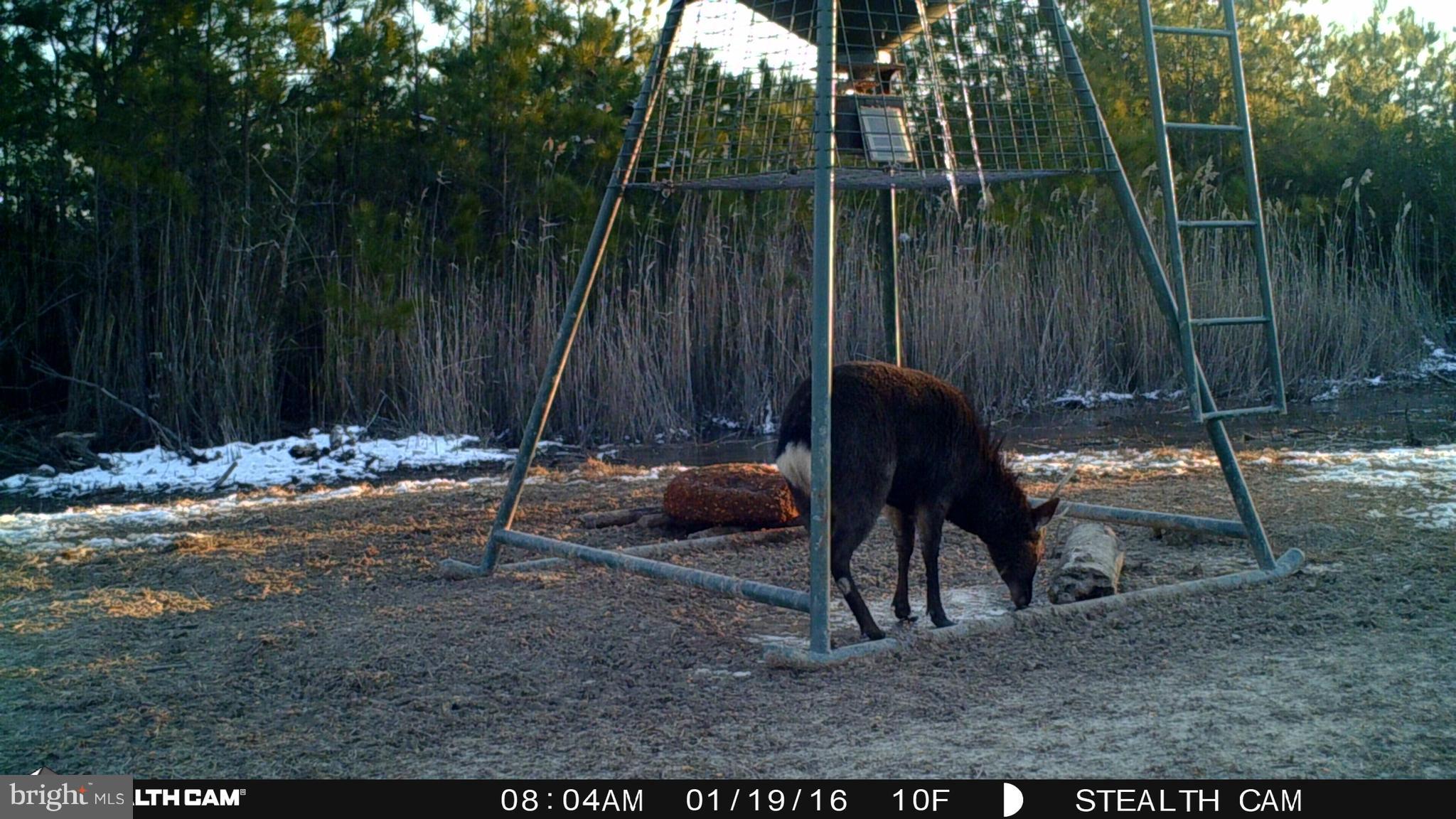 0 Shorters Wharf Road Crapo, MD 21626 - Photo 1 of 1 Feeder Shot