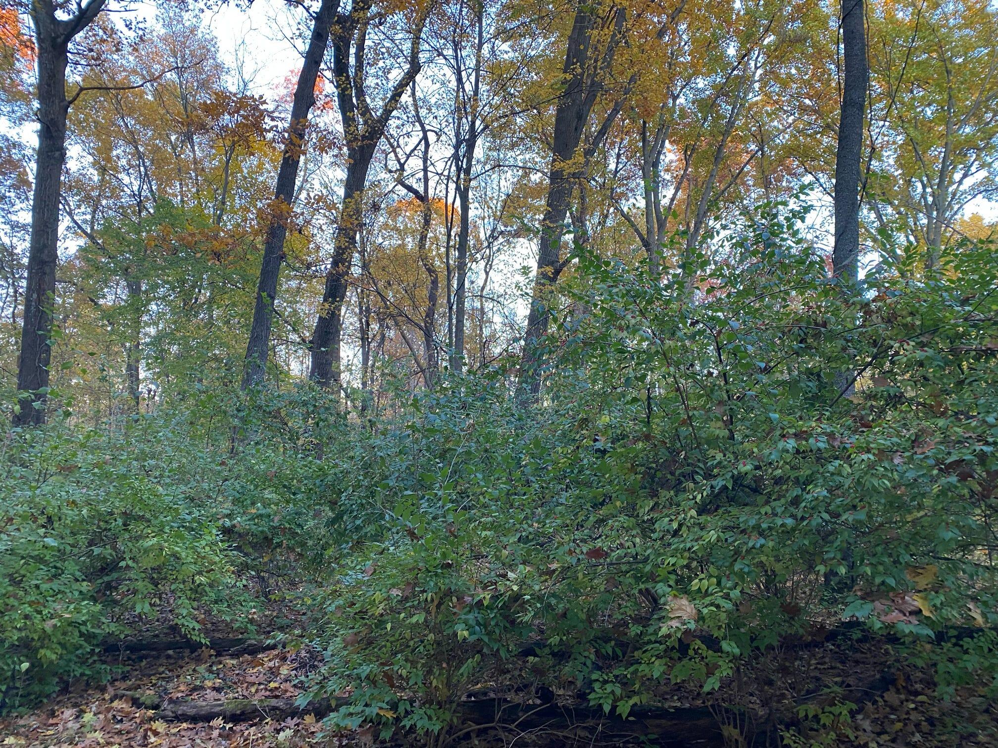 Three Rivers Mi 49093 Drive Three Rivers, MI 49093 - Photo 6 of 11 000047