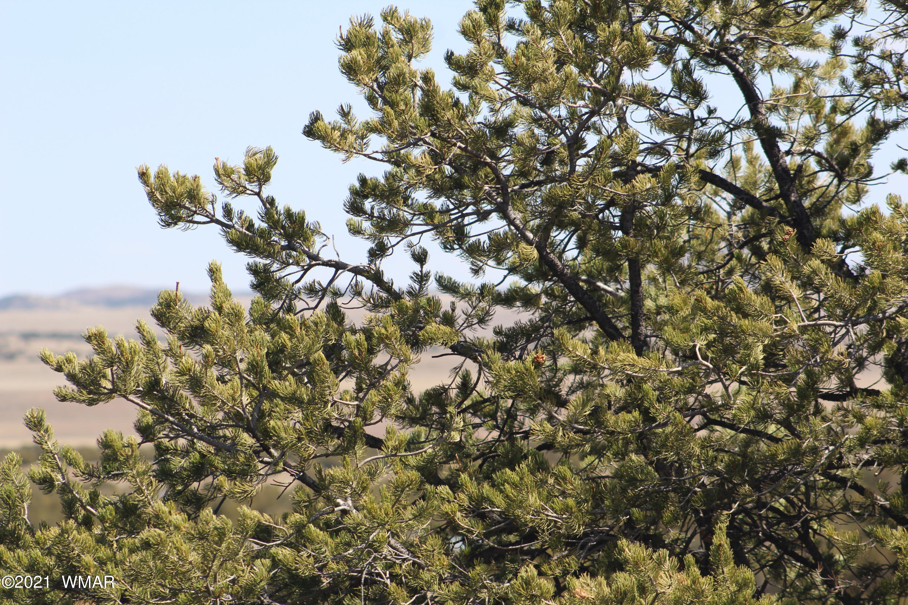 45 Co Road Concho, AZ 85924 - Photo 47 of 65