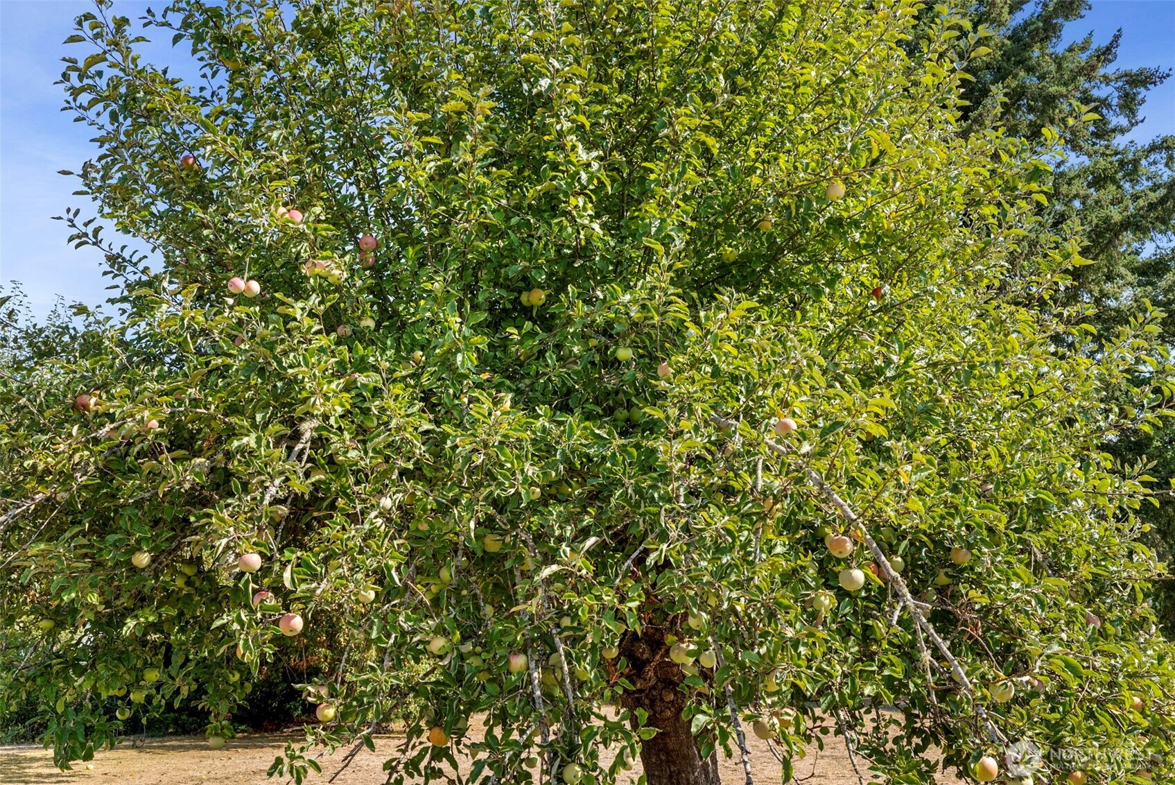 379 Twin Oaks Road Chehalis, WA 98532 - Photo 27 of 30 a view of a tree