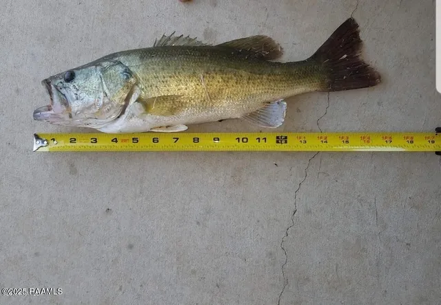 $573,500 | 501 Bronze Palm Way, Youngsville, LA 70592