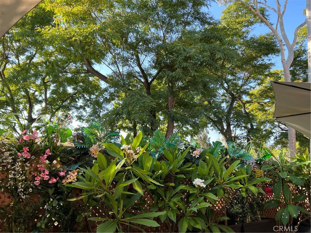 81 Pasto Rico Rancho Santa Margarita, CA 92688 - Photo 37 of 43 Fragrant plumeria - can I say Hawaii?