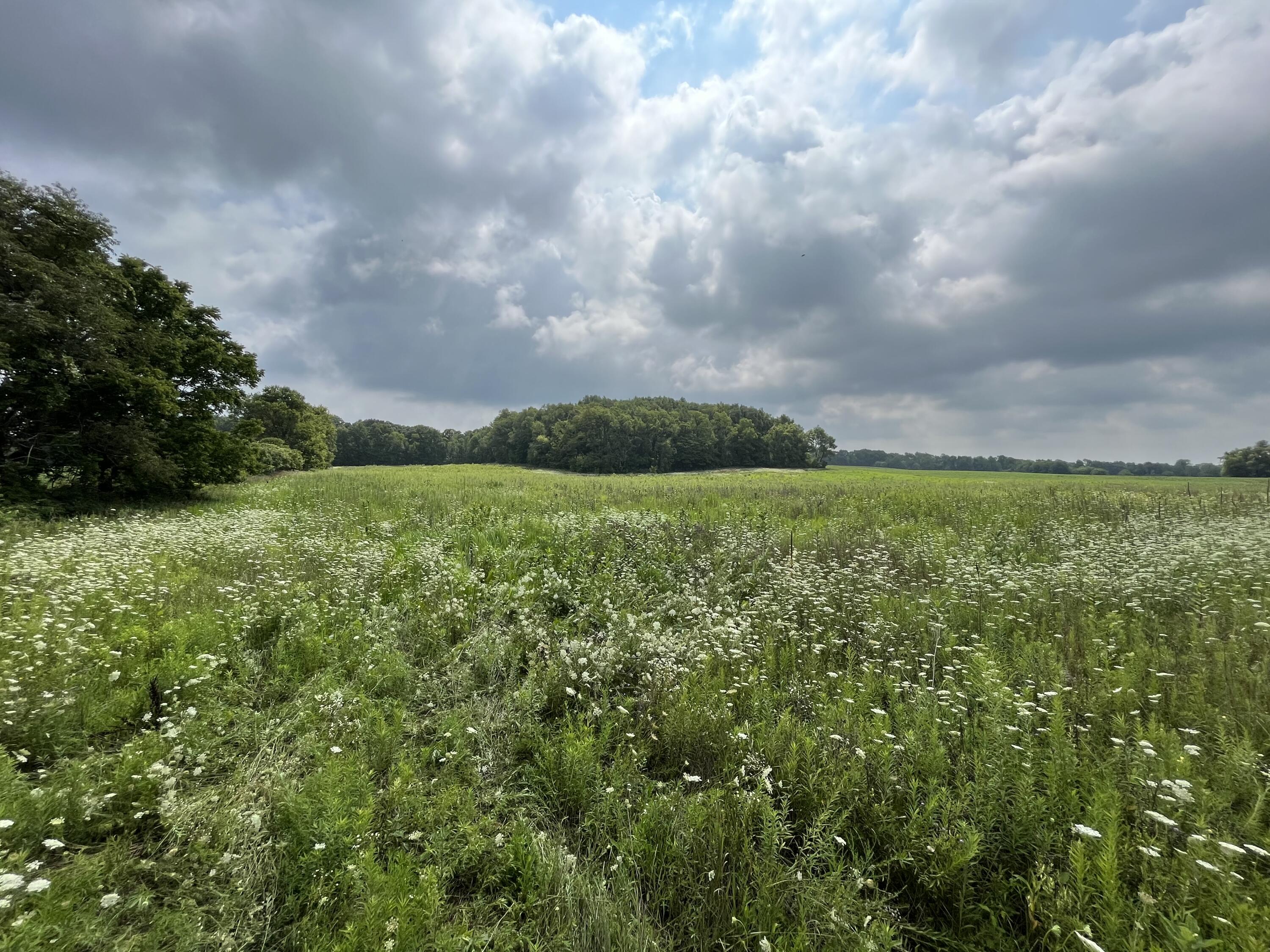 52599 Knight Road Marcellus, MI 49067 - Photo 1 of 3 From Rd. Looking East