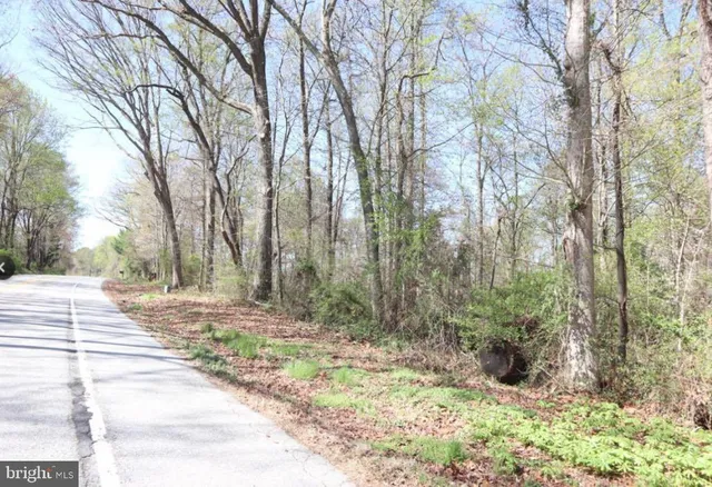 a view of a yard with plants and trees