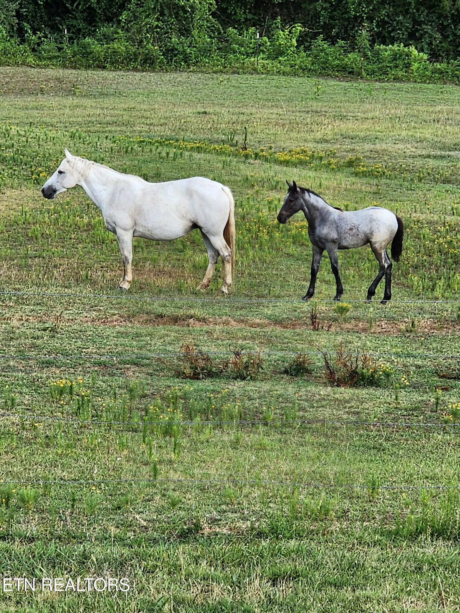 840 Jordan Road Decatur, TN 37322 - Photo 33 of 37 753306199216391933
