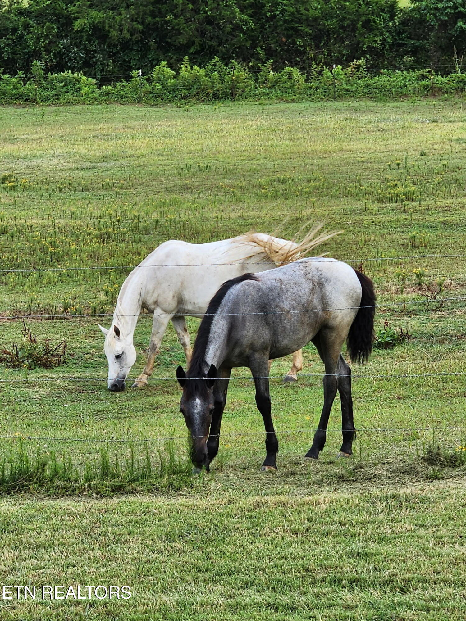 840 Jordan Road Decatur, TN 37322 - Photo 34 of 37 S9069296822103132274