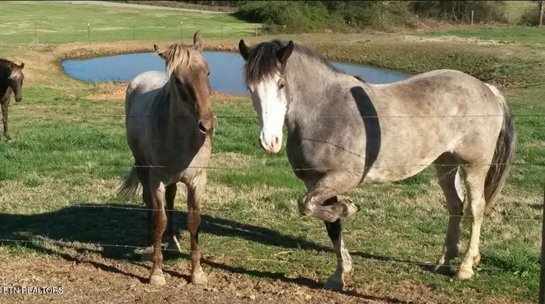 840 Jordan Road Decatur, TN 37322 - Photo 35 of 37 5453672032425488223