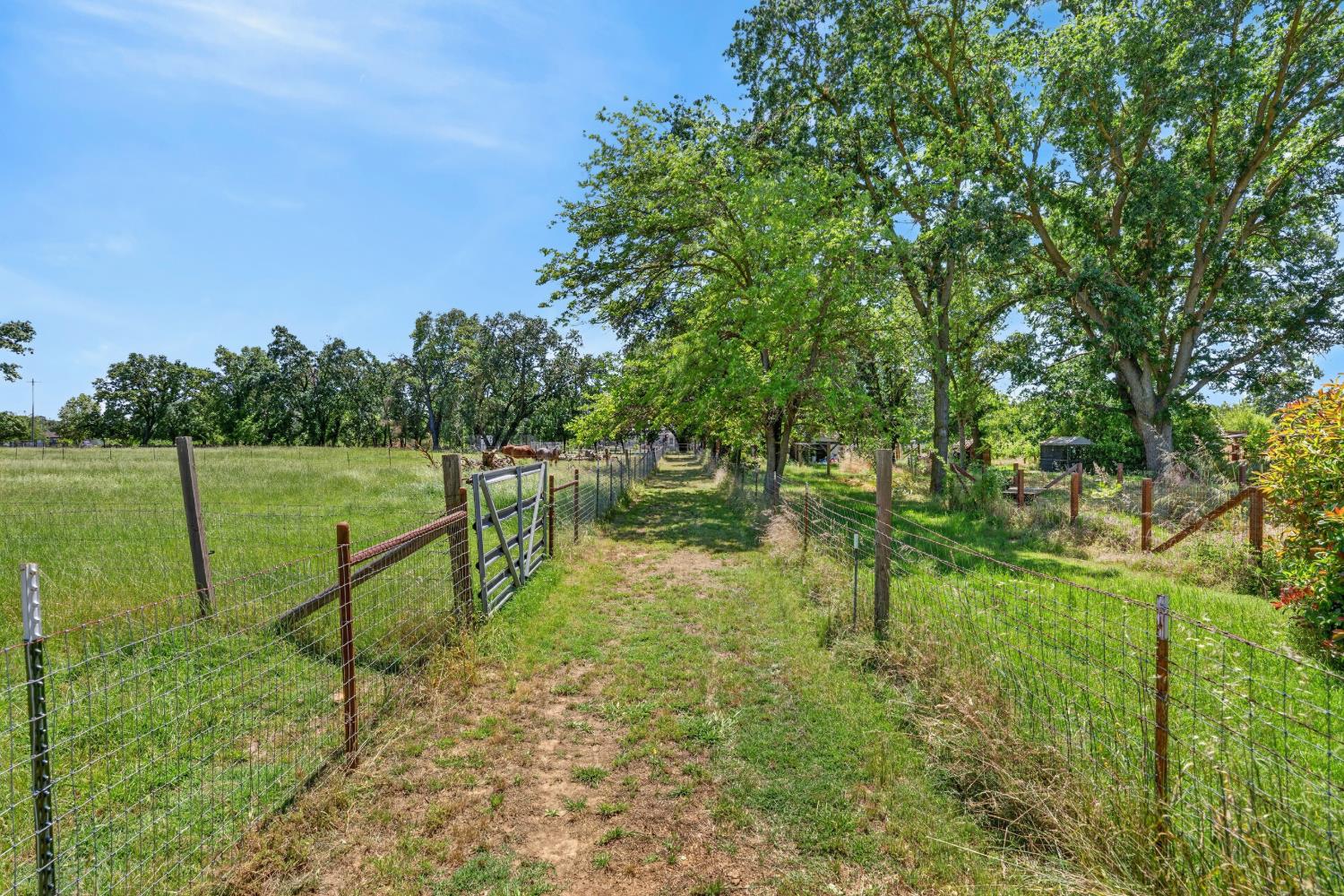 13088 Cherry Road Wilton, CA 95693 - Photo 39 of 58 Four cross fenced pastures with alley way for feeding or bringing the animals up.