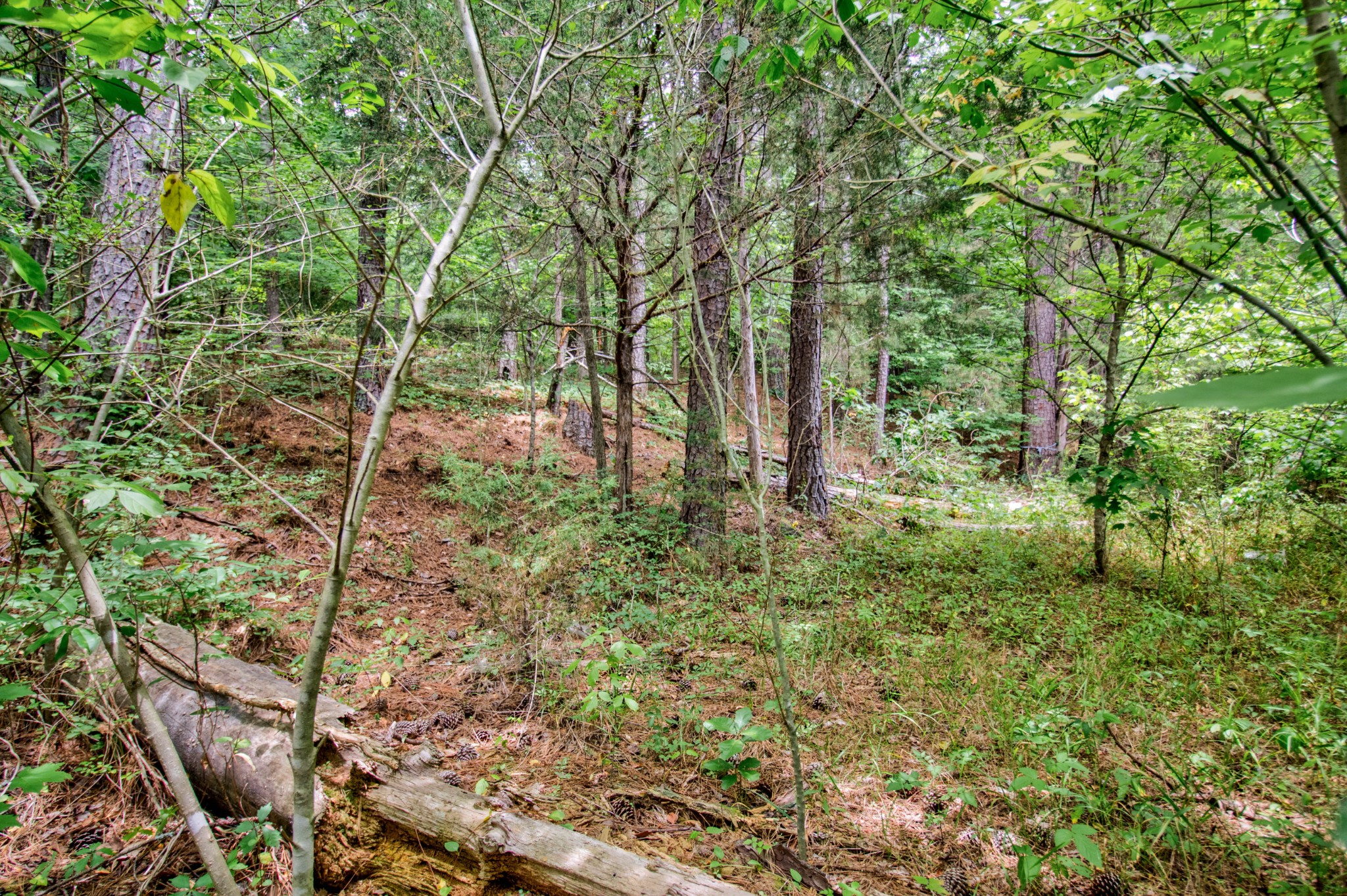 172 Hargis Road Bumpus Mills, TN 37028 - Photo 43 of 49 Gallery Image 43