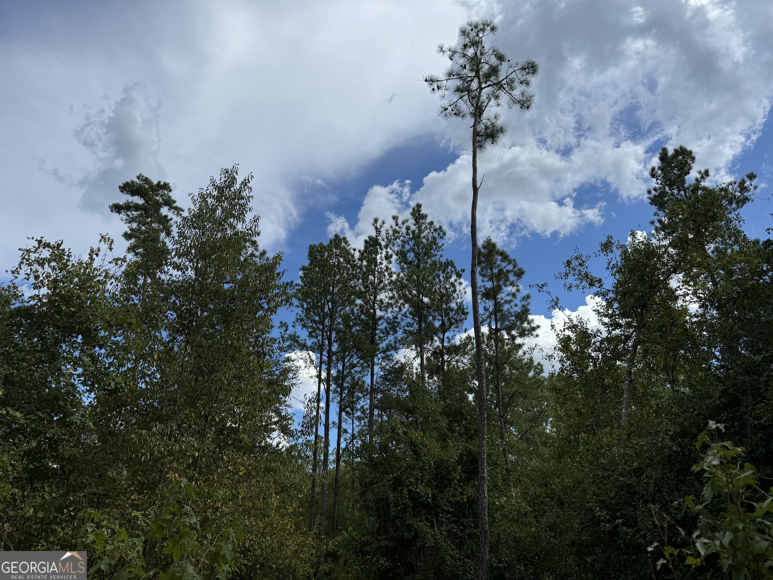 8 Adams Road Bankston, AL 35542 - Photo 6 of 7