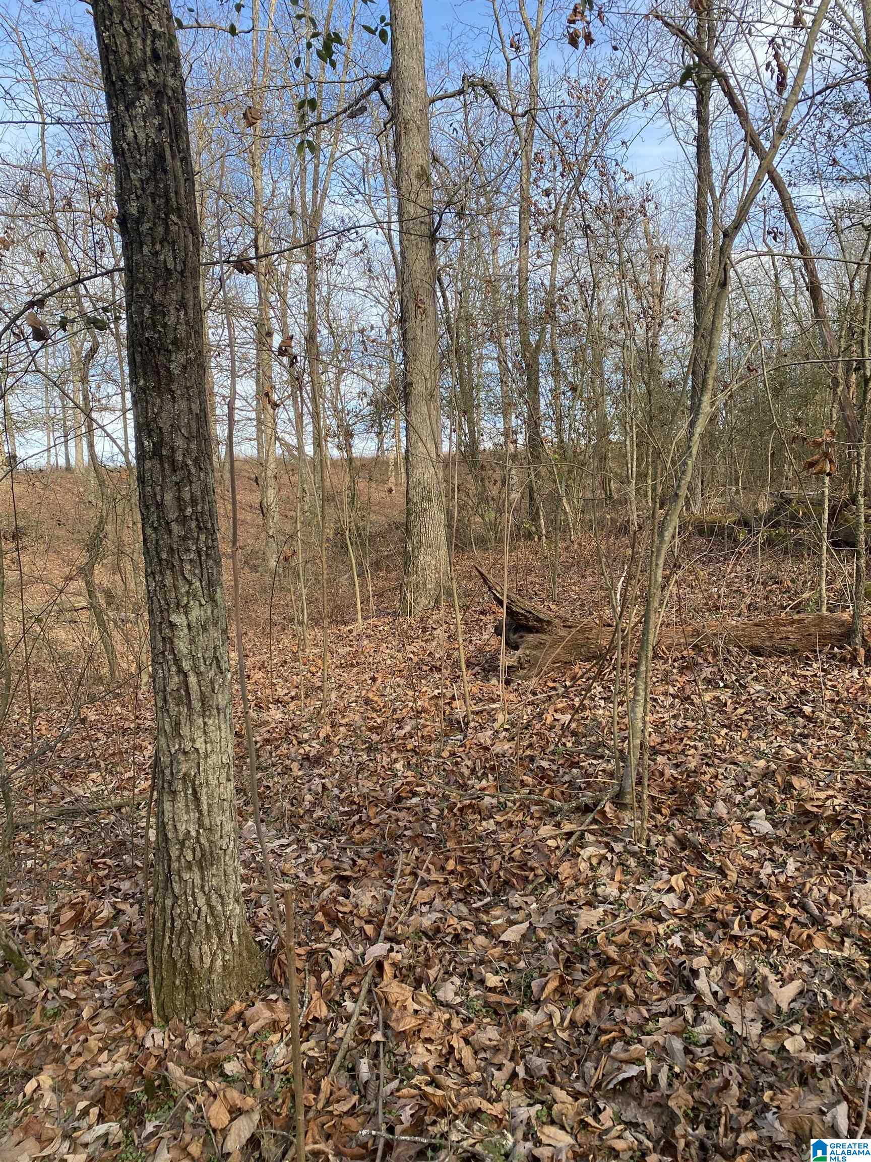 Lot 3-4 Reneau Road, Unit LOTS 3 & 4 Oneonta, AL 35121 - Photo 2 of 6